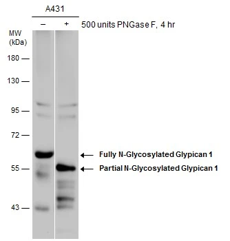 Anti-Glypican 1 antibody [N3C3] (GTX104557) | GeneTex